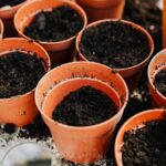 five steps for planting containers