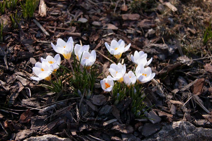 how to grow flowers mulchwise